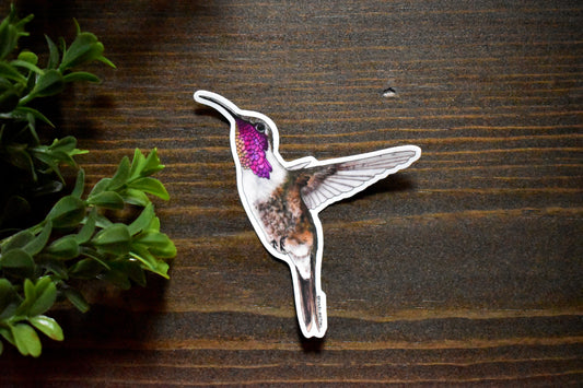 Lucifer Hummingbird Sticker