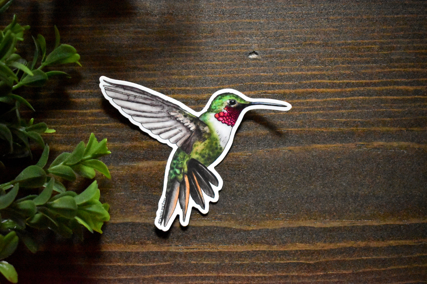 Broad-Tailed Hummingbird Sticker