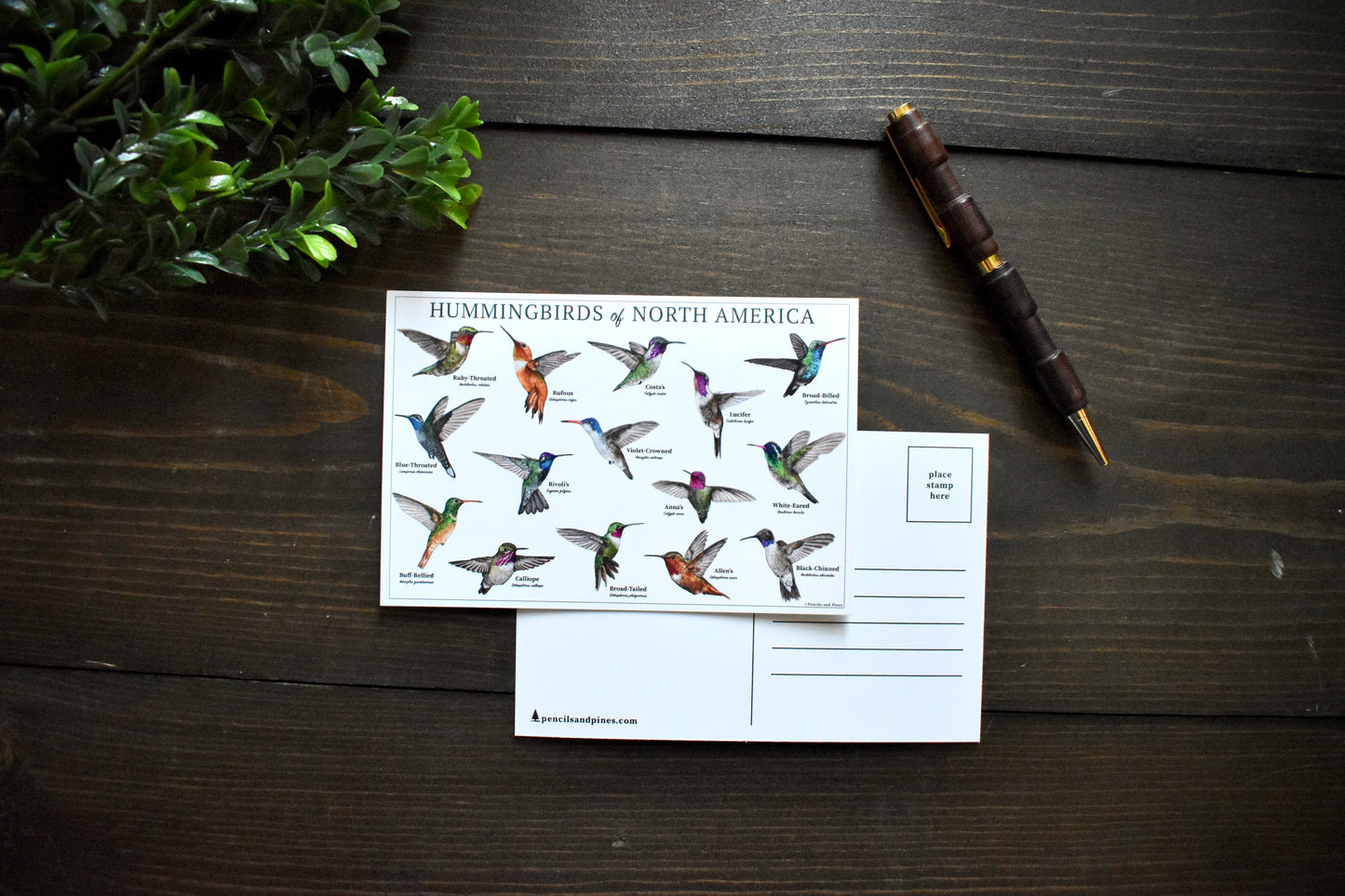 Hummingbirds of North America Postcard