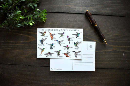 Hummingbirds of North America Postcard