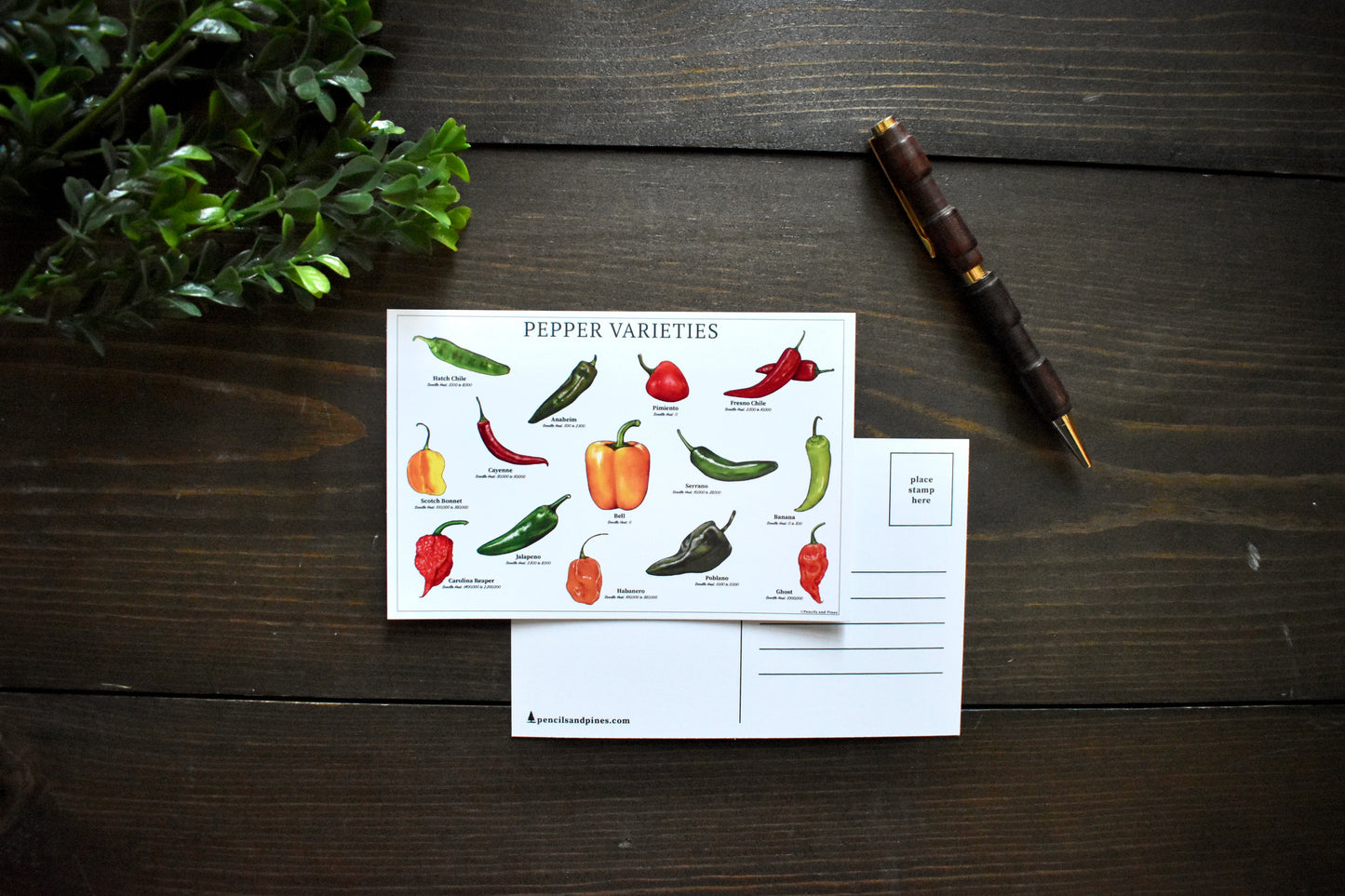 Pepper Varieties Postcard