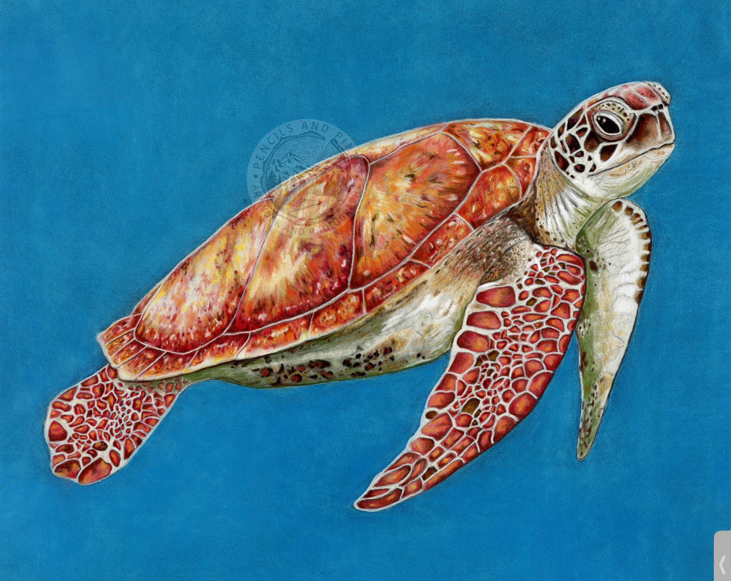 Sea Turtle - Open Edition Print