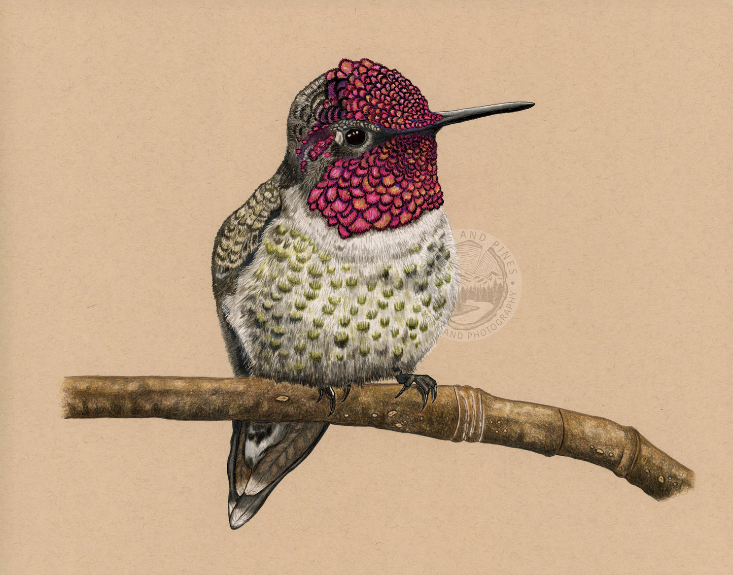 Anna’s Hummingbird - Limited Edition Print