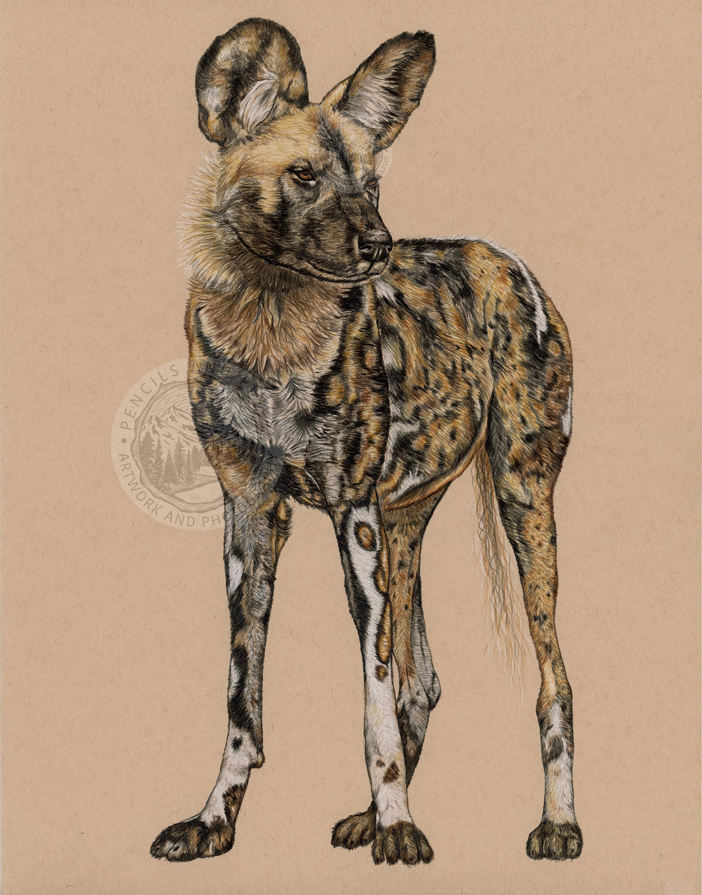 African Wild Dog - Open Edition Print