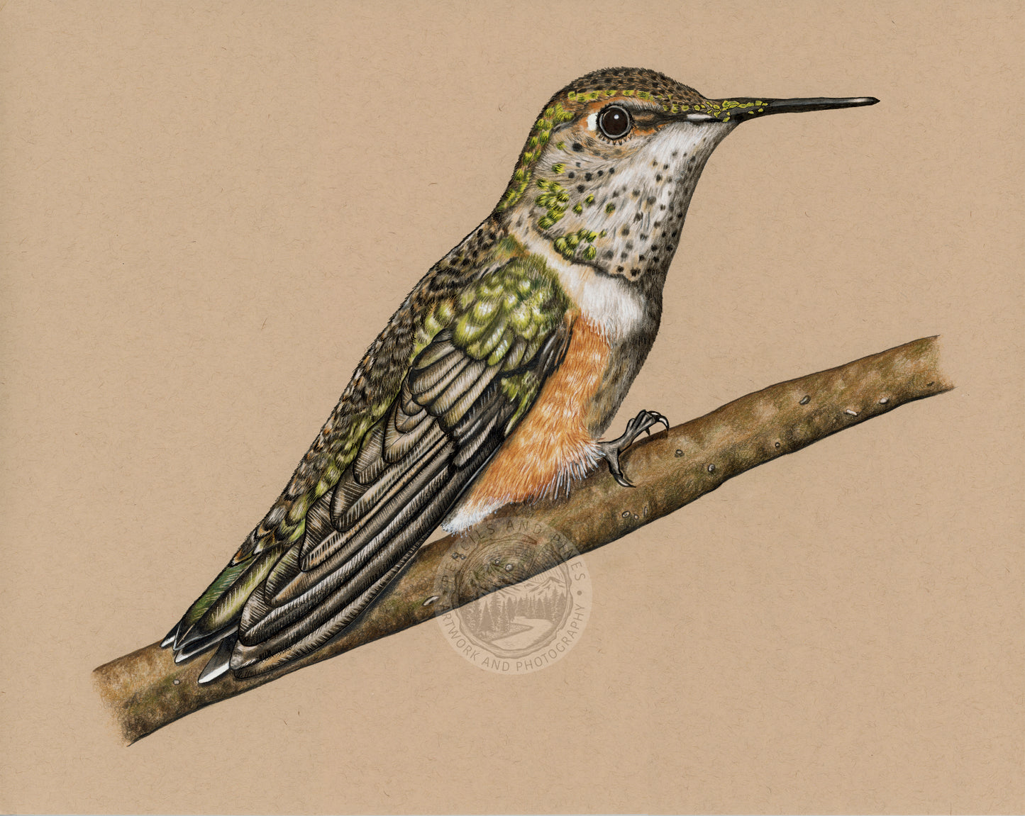 Rufous Hummingbird - Limited Edition Print