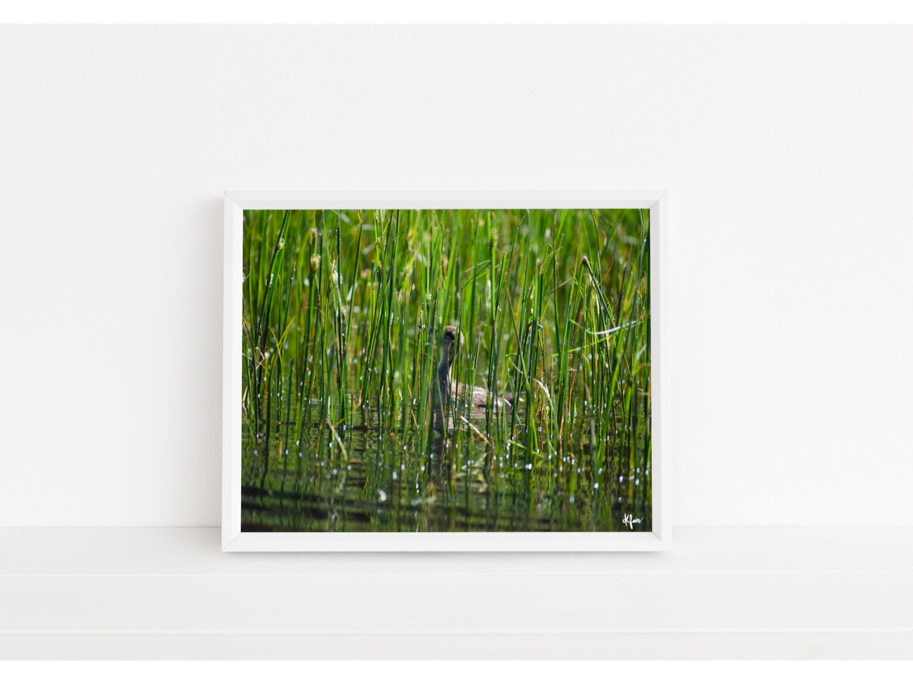 Duckling In The Reeds Print