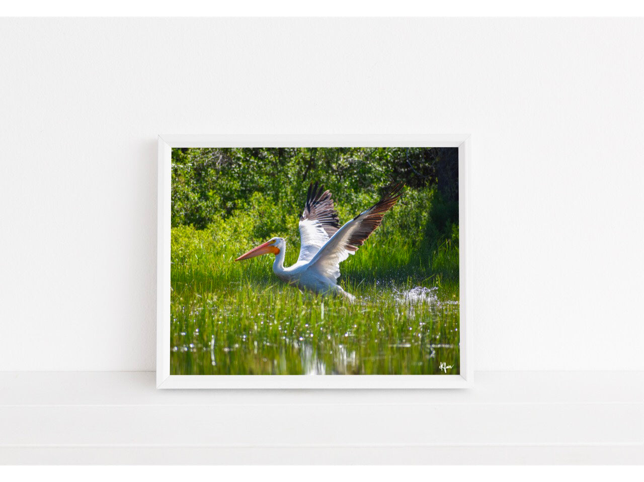 Pelican Take Off Print