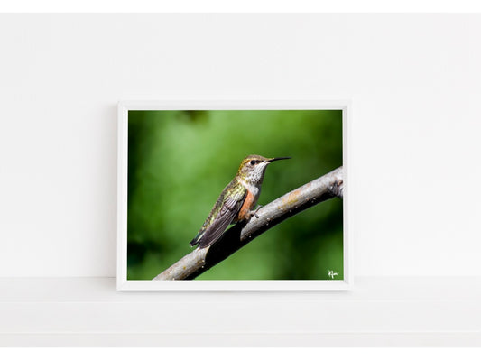 Rufous Hummingbird Morning Glow Print