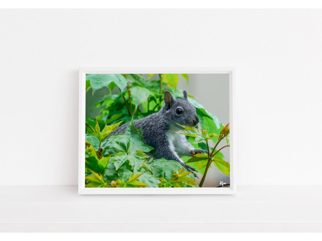 Grey Squirrel Print