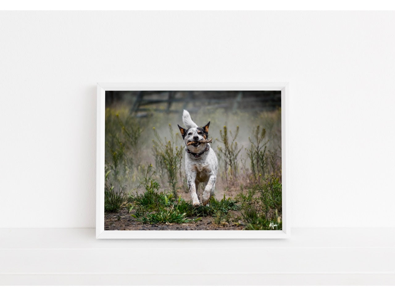 Cattle Dog Playing Fetch Print