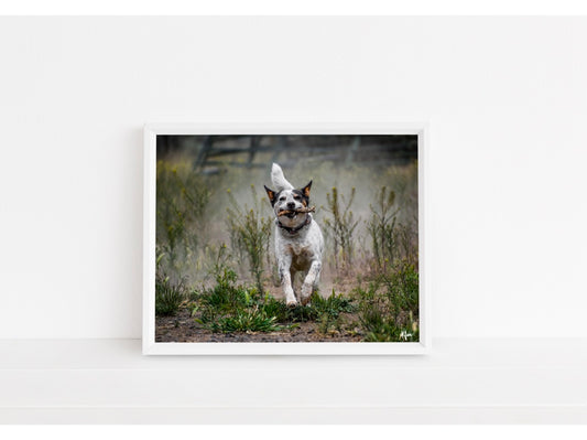 Cattle Dog Playing Fetch Print