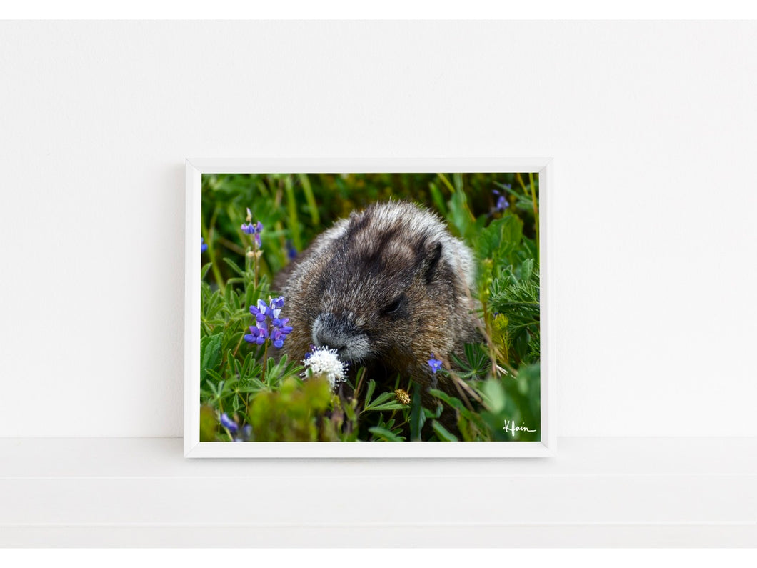 Marmot in a Mt. Rainier Meadow print