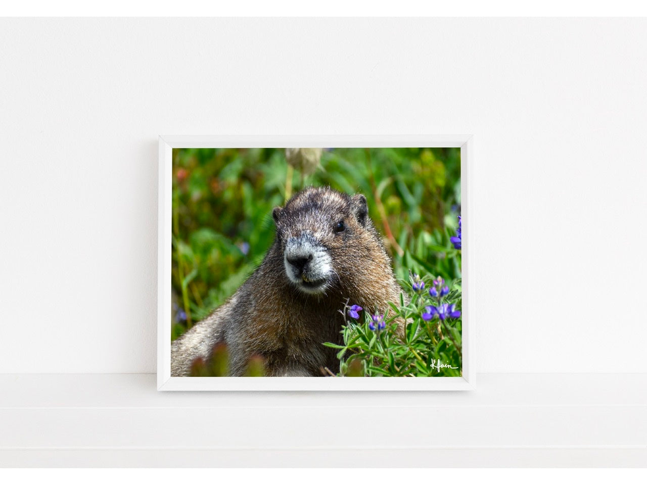 Hoary Marmot print