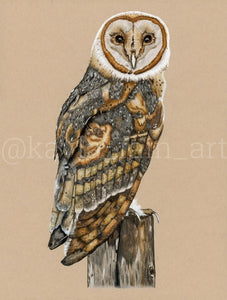 Barn Owl - Limited Edition Print