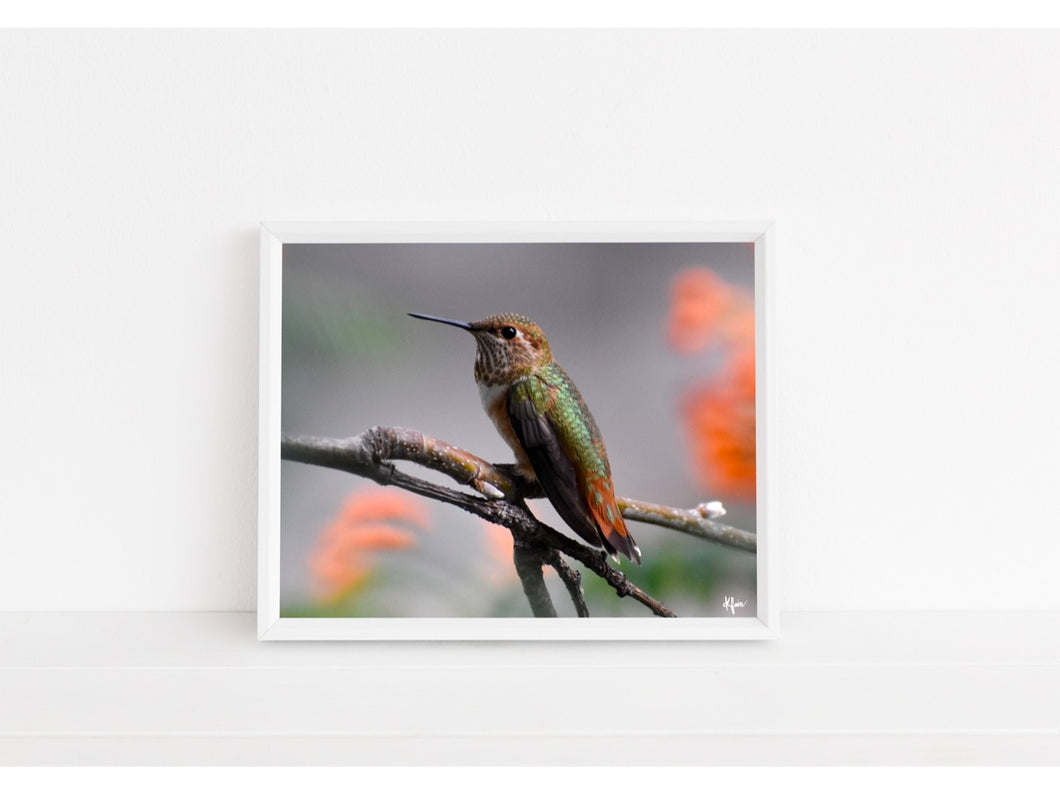 Hummingbird Blending In Print
