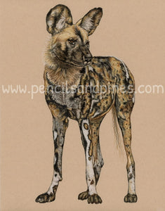 African Wild Dog - Open Edition Print