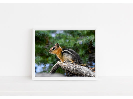 Woodland Chipmunk Print