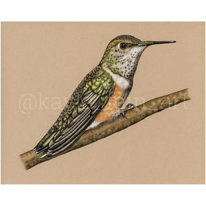 Rufous Hummingbird Original