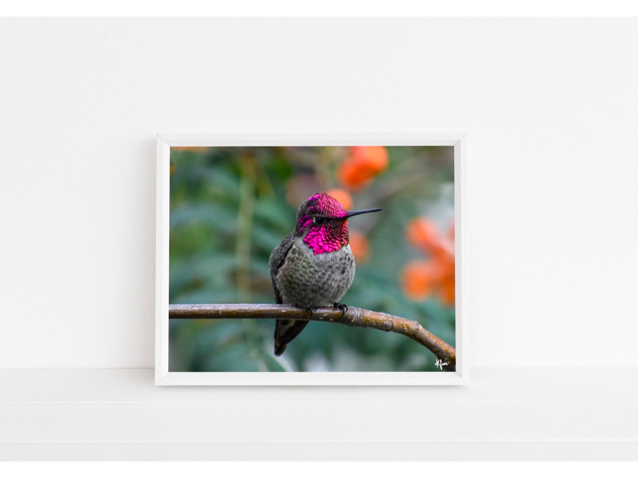 Anna’s Hummingbird Pink Display print