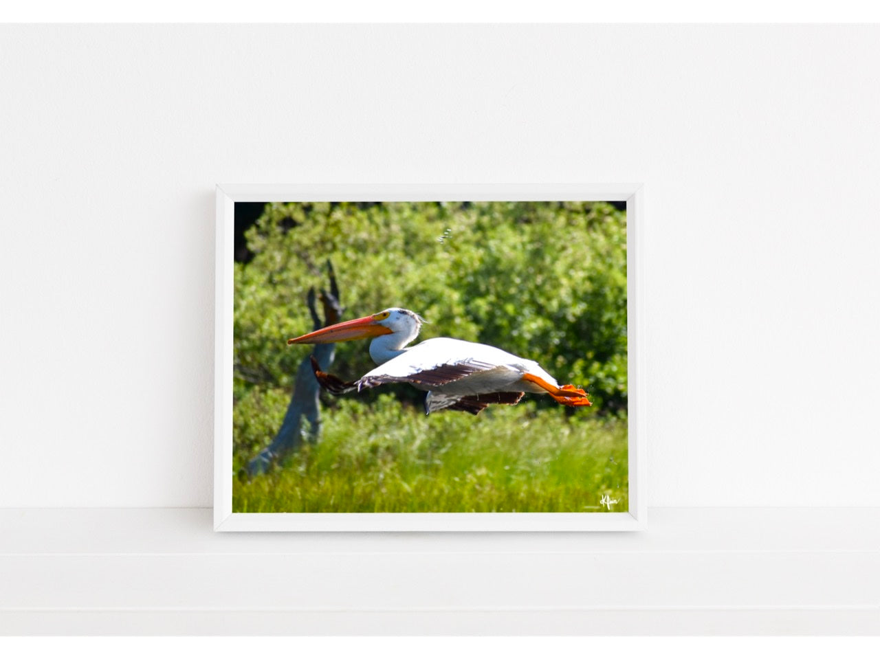 Pelican In Flight Print